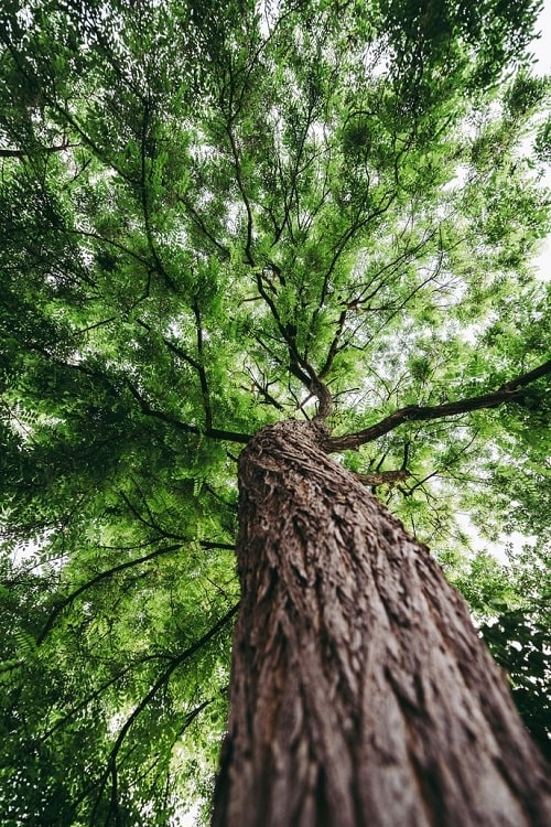 Bæredygtige og miljørigtige træhuse